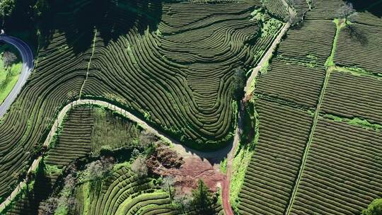 圣米格尔，葡萄牙，茶园，岛屿