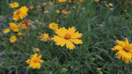 城市公园鲜花种植植物实拍