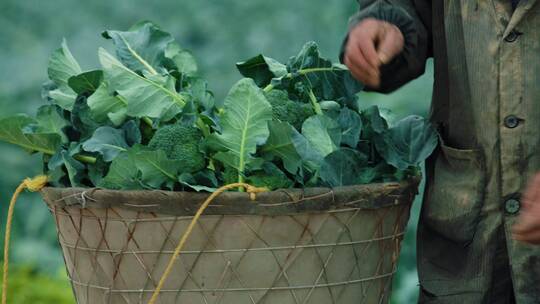 丰收 蔬菜基地 农业振兴 乡村振兴 蔬菜种植