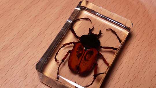 鹿角金龟背部腹部昆虫标本琥珀 (2)