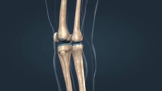 医学人体三维骨骼动画运动系统人骨骨架