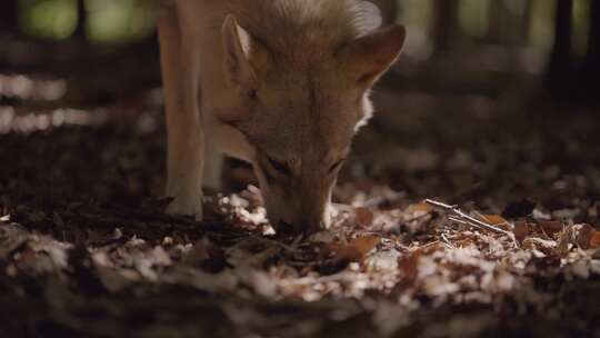 野生，猎狼犬，森林，林地