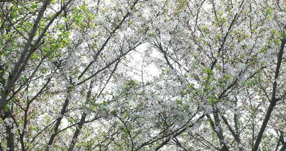 樱花林 樱花飘落时节  苏州大学樱花雨