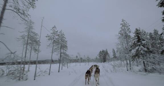 带着雪橇狗在森林中旅行