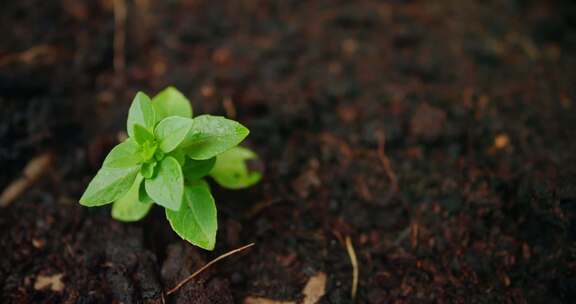 植物 土壤 幼苗 生长