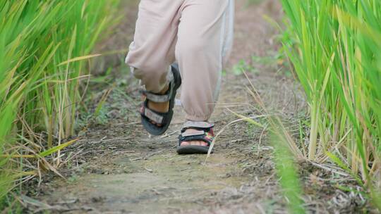 儿童在水稻田-奔跑脚步特写