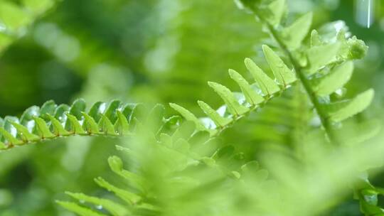 春天绿色蕨类植物慢镜头