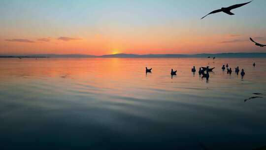 落日黄昏昆明滇池水面海鸥剪影