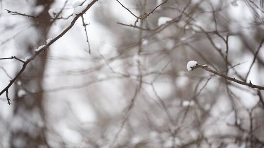 冬天雪景树枝上的雪镜头变焦景深切换