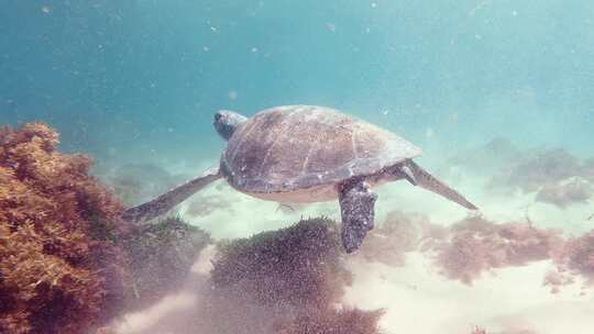 海龟，海洋生物，海洋，海