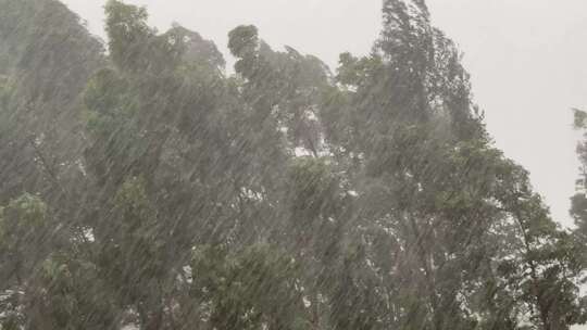 森林狂风暴雨风吹树林风吹雨打树木台风下雨