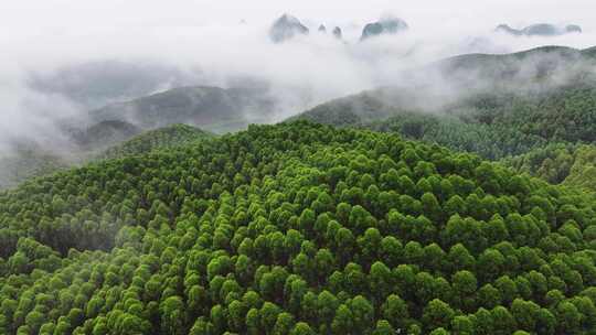 航拍绿色山林云海