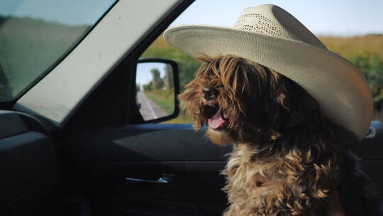 一只戴着牛仔帽的狗坐在司机旁边