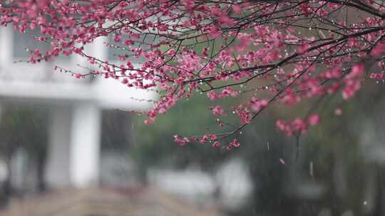 雨中江南梅花盛开