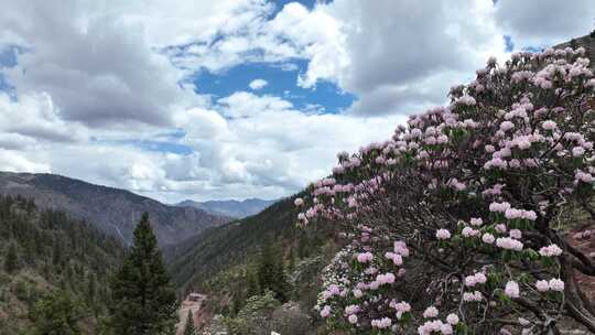 西藏高山杜鹃