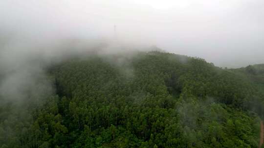 绿色雨林森林山林植物林地