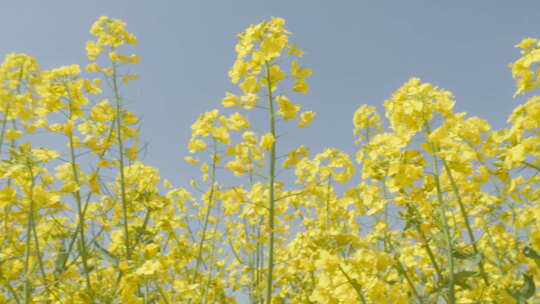 春天农村油菜花海蜜蜂采蜜