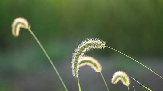 狗尾巴草唯美逆光光线自然抒情草地植物