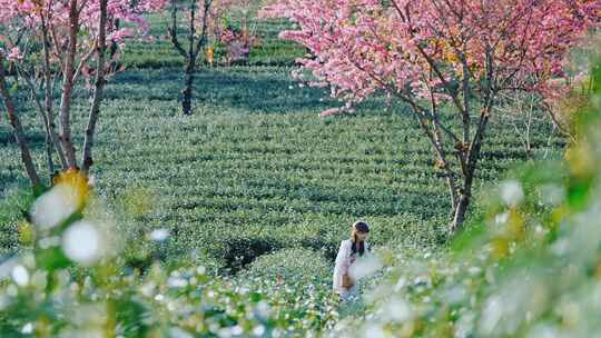 大理无量山樱花谷