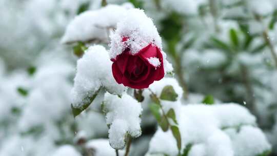 冬天大雪纷飞雪中的玫瑰花花朵