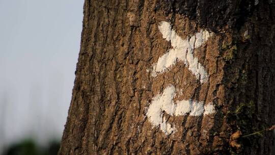 树木主干上的箭头标记