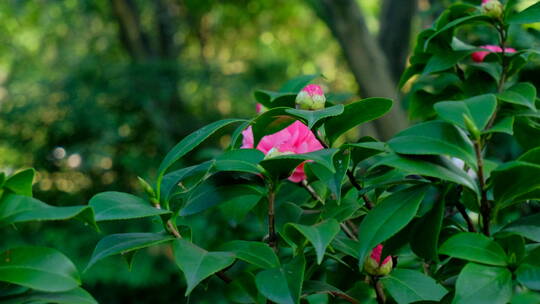 春天花园山茶花