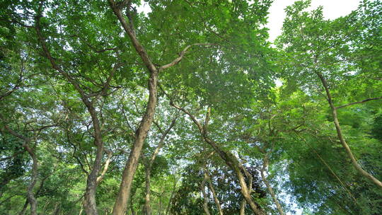 仰视仰拍大树枝叶树荫树林
