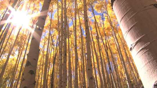 秋季树林、灿烂金秋、金黄的秋叶视频素材模板下载