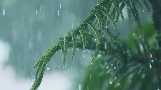 暴雨下的松树枝雨滴滴落，雨水滴落在车前盖