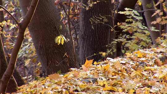 秋天落叶