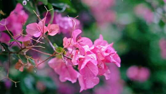 雨滴从粉色花朵上滴落慢镜头