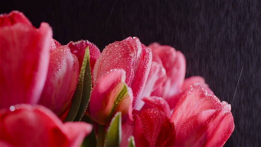 雨水下的郁金香