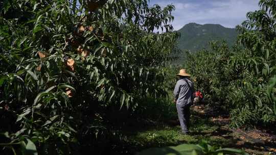 农民在地里除草视频视频素材模板下载