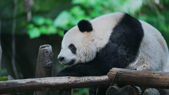 熊猫睡觉休息