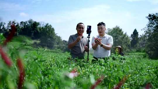 农产品直播 蔬菜基地 互联网 三农 乡村直播