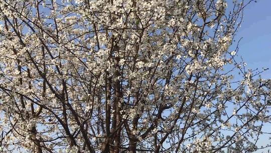 白色樱花树