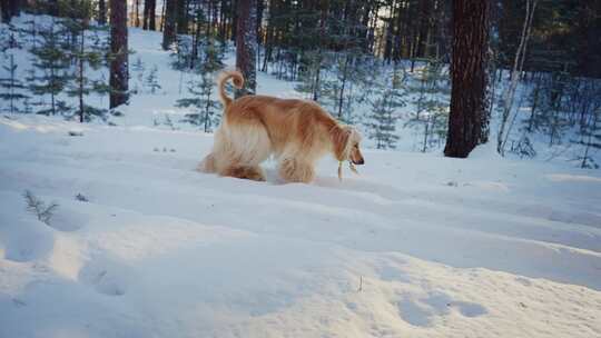 狗，阿富汗猎犬，冬天，雪