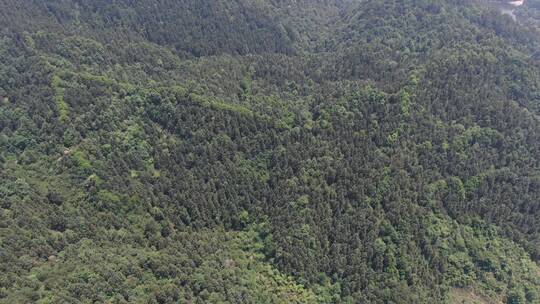 航拍绿色植物森林丘陵山川