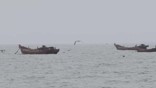 海边 沙滩 渔船 海鸥视频素材模板下载