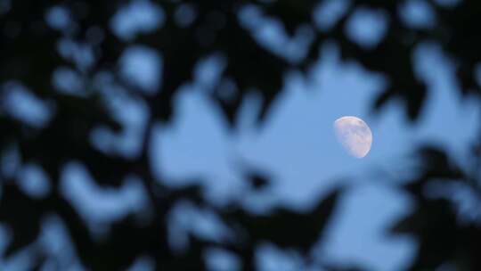 4K-透过树叶看月亮的意境小景