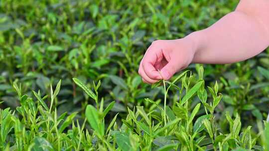 清晨茶园里采摘茶叶的特写镜头