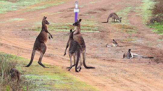 澳大利亚的袋鼠在户外打斗