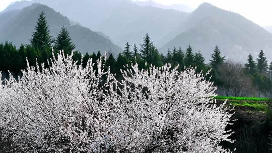 春天山间桃花