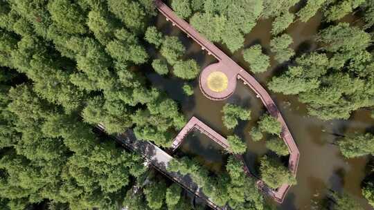 杭州临安青山湖水上森林