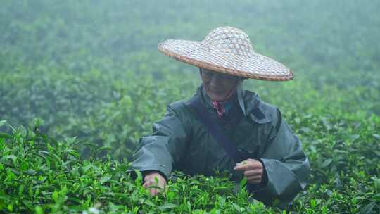 毛尖春茶白茶绿茶茶叶手工茶采摘