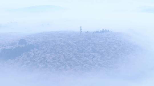 航拍贵州平坝樱花