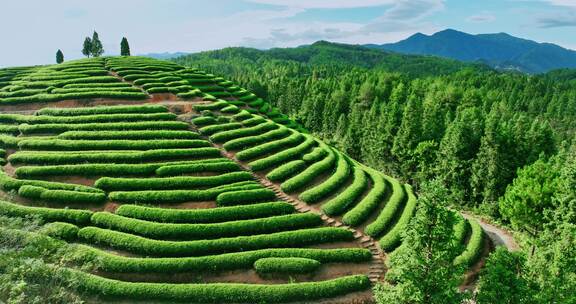 武夷山核心产区茶园星村镇岩茶福建0365