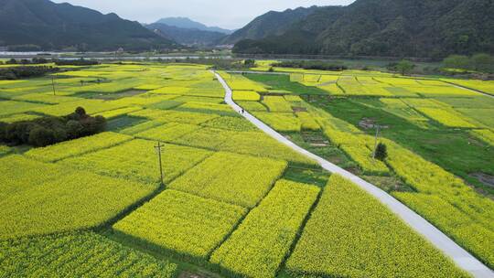 4k油菜花海群航拍素材