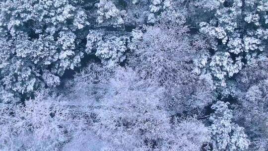 航拍杭州吴山城隍阁冬天雪景视频