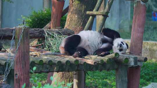 大熊猫吃饱睡觉视频合集